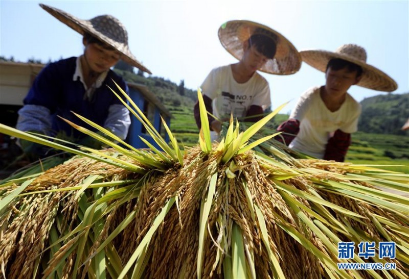 廣西三江：高山魚稻迎來豐收季