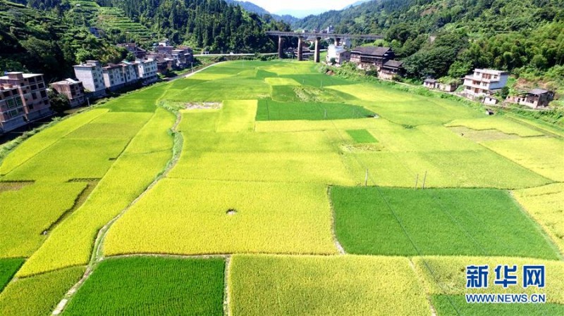 廣西三江：高山魚稻迎來豐收季