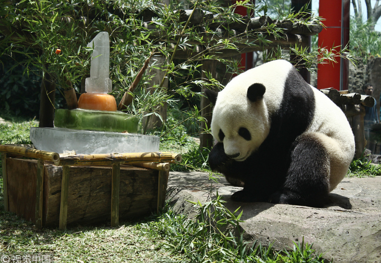 中國大熊貓落戶印尼滿一年 動物園準(zhǔn)備“蛋糕”慶祝