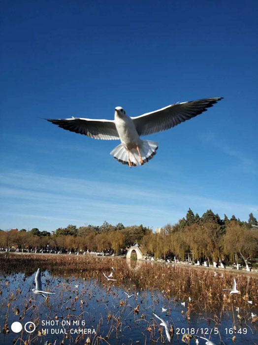 云南昆明大觀公園的海鷗——任彤手機(jī)拍圖