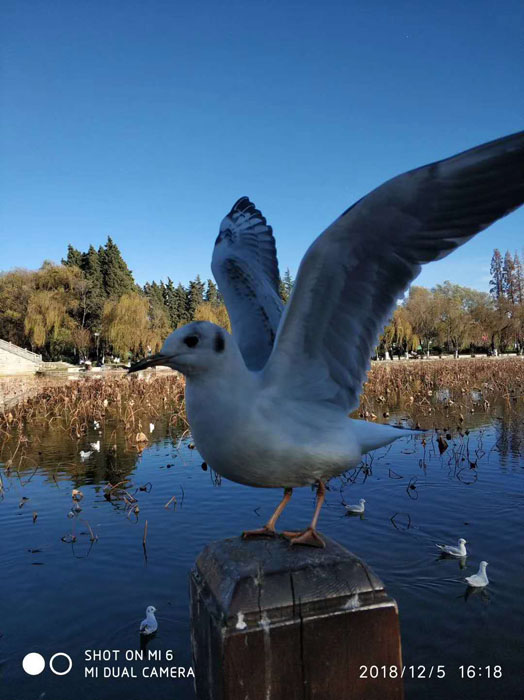 云南昆明大觀公園的海鷗——任彤手機(jī)拍圖