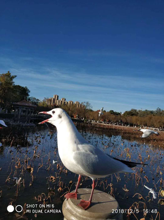 云南昆明大觀公園的海鷗——任彤手機(jī)拍圖