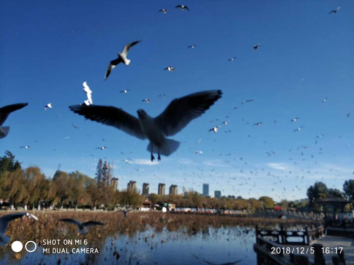 云南昆明大觀公園的海鷗——任彤手機(jī)拍圖