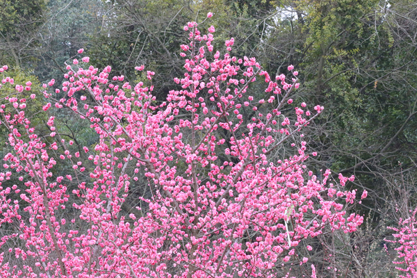 成都植物園春來早 賞花時正好