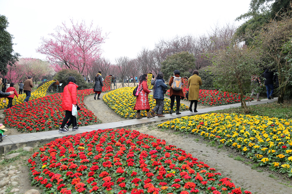 成都植物園春來早 賞花時正好