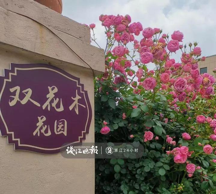 羨慕！他為妻子打造500多種植物花園，只為結(jié)婚時(shí)一個(gè)許諾！