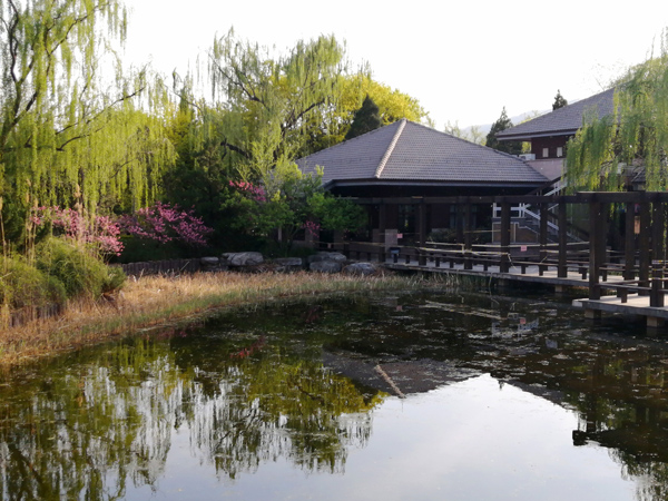 李月手機拍圖——北京植物園的春天