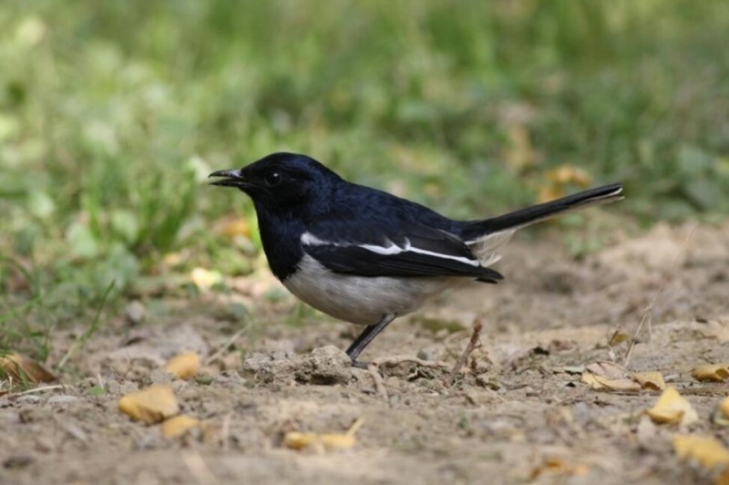 四川23年間新增135種野生鳥類 鳥類新分布記錄多由觀鳥者發(fā)現(xiàn)