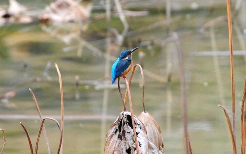 四川23年間新增135種野生鳥類 鳥類新分布記錄多由觀鳥者發(fā)現(xiàn)