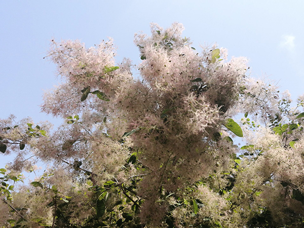 打卡世界花卉大觀園