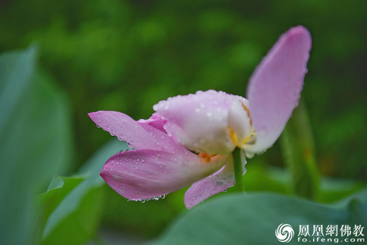 遙想宋人畫中花，今日盛開在佛家