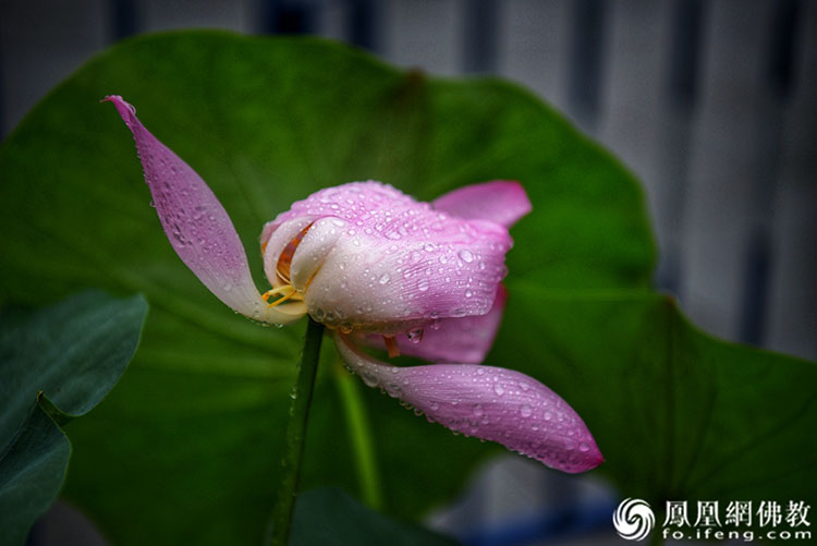 遙想宋人畫中花，今日盛開在佛家