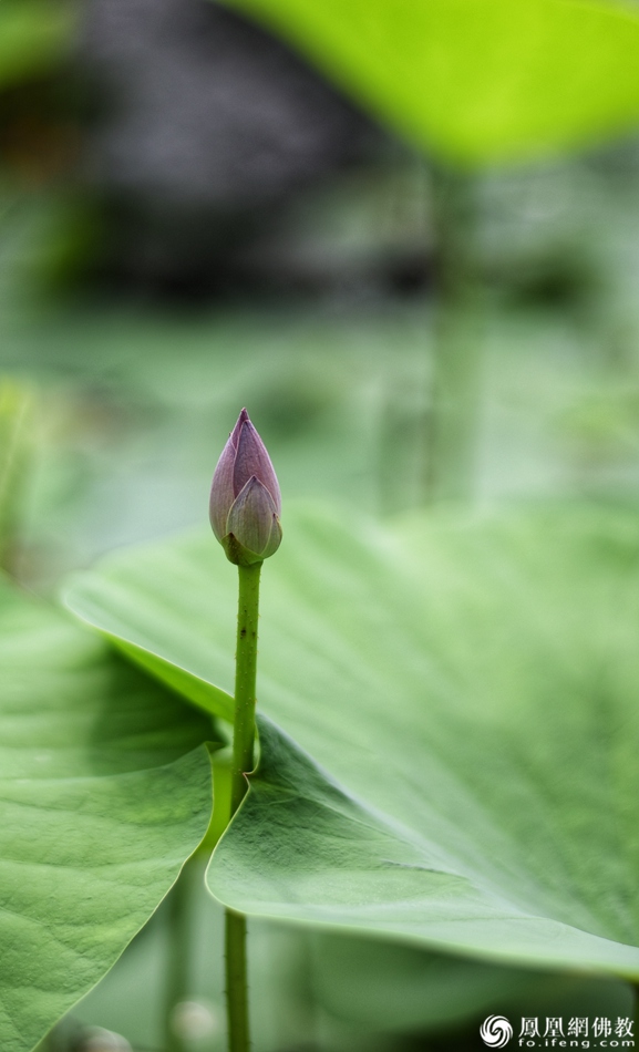 遙想宋人畫中花，今日盛開在佛家