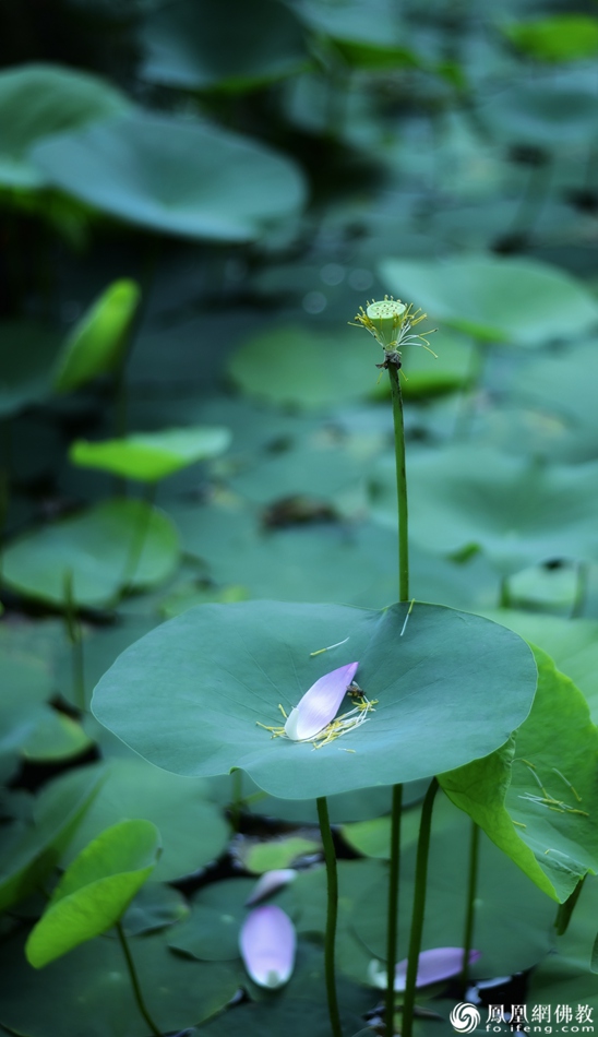 遙想宋人畫中花，今日盛開在佛家