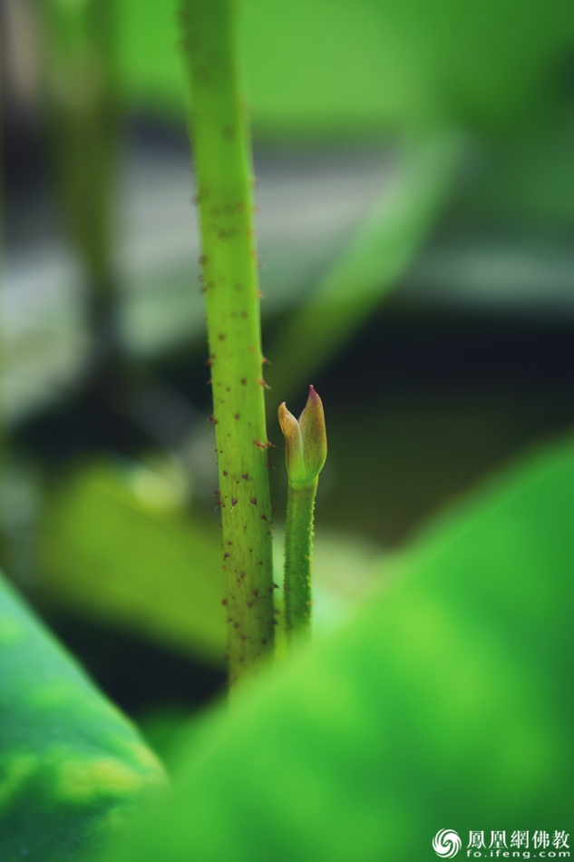 遙想宋人畫中花，今日盛開在佛家