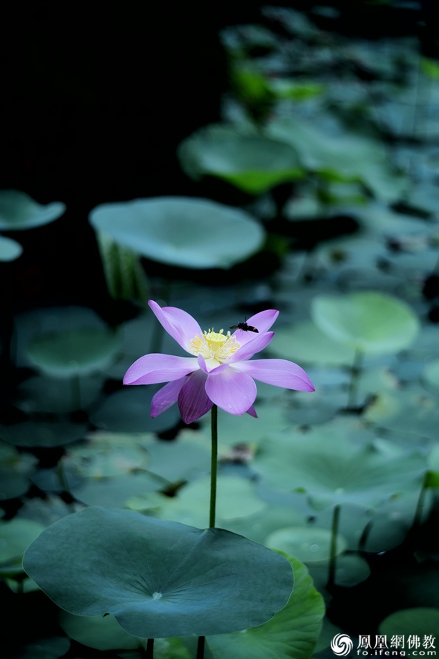 遙想宋人畫中花，今日盛開在佛家