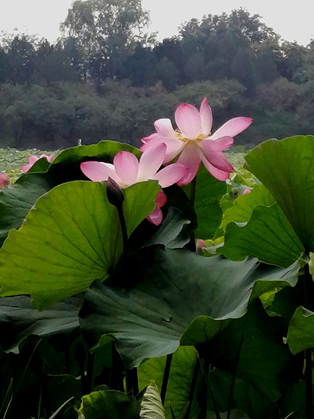 圓明園荷花開(kāi)了