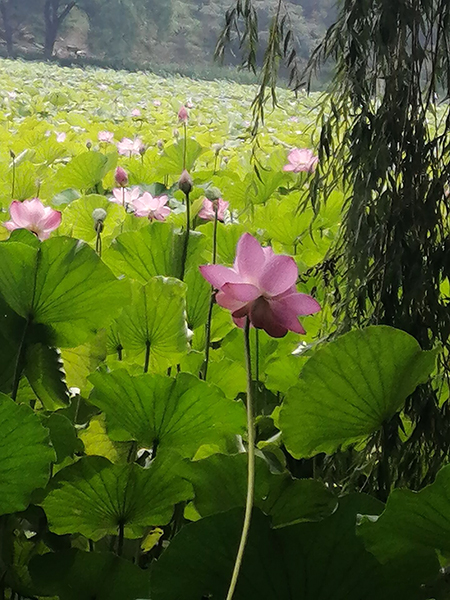 圓明園荷花開(kāi)了