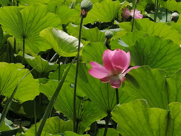 圓明園荷花開(kāi)了