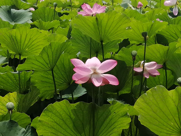 圓明園荷花開(kāi)了