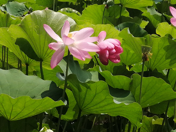 圓明園荷花開(kāi)了