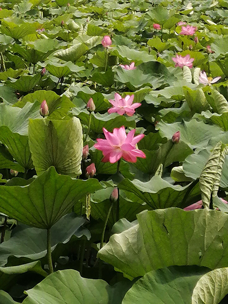 圓明園荷花開(kāi)了