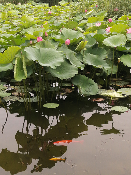 圓明園荷花開(kāi)了