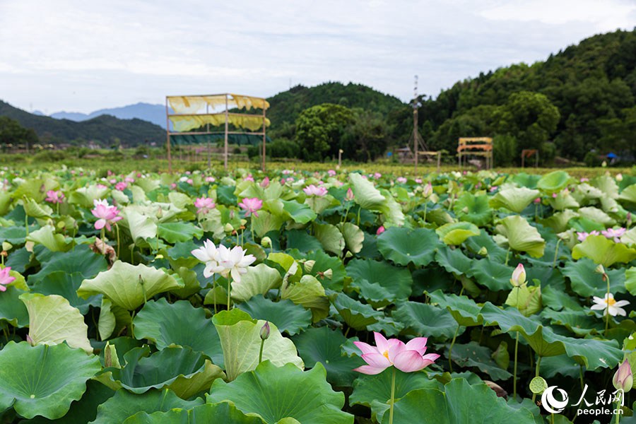 農(nóng)作物廢料變身“植染藝術(shù)品”，把福建這個(gè)鄉(xiāng)村裝扮成藝術(shù)館！