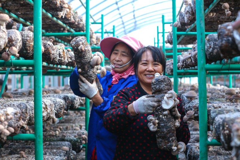 河南光山：小花菇撐開“致富傘”