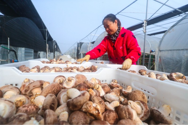 河南光山：小花菇撐開“致富傘”