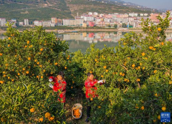 湖北秭歸：冬季臍橙豐收上市