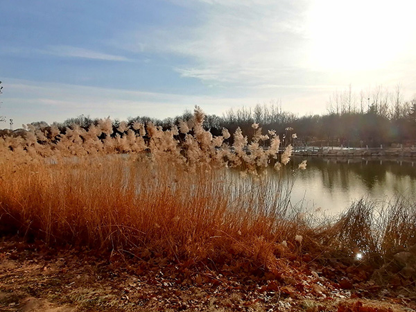 大雪節(jié)氣下的念壇公園