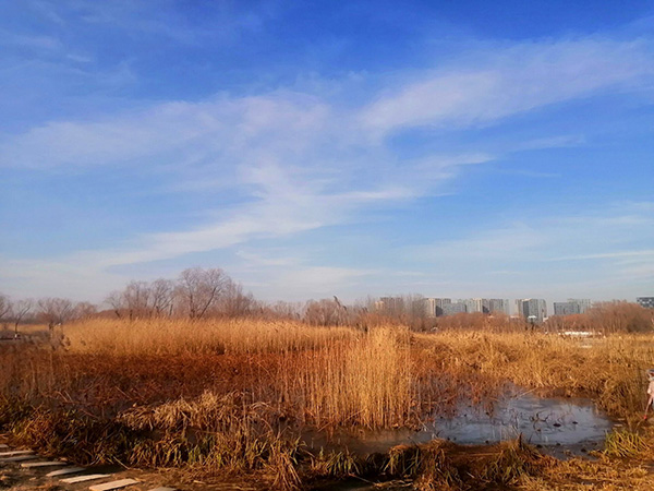 大雪節(jié)氣下的念壇公園