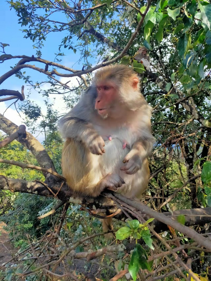 猴子的樂趣——沉沙攝影