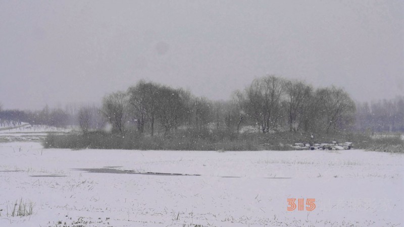 笑琰攝影：春雪野鴨圖