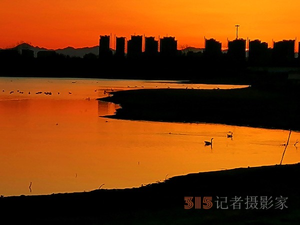 春日夕陽(yáng)下的大雁天鵝