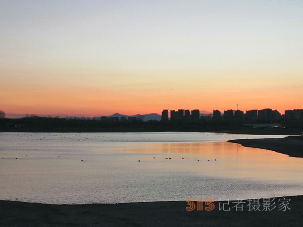 春日夕陽(yáng)下的大雁天鵝