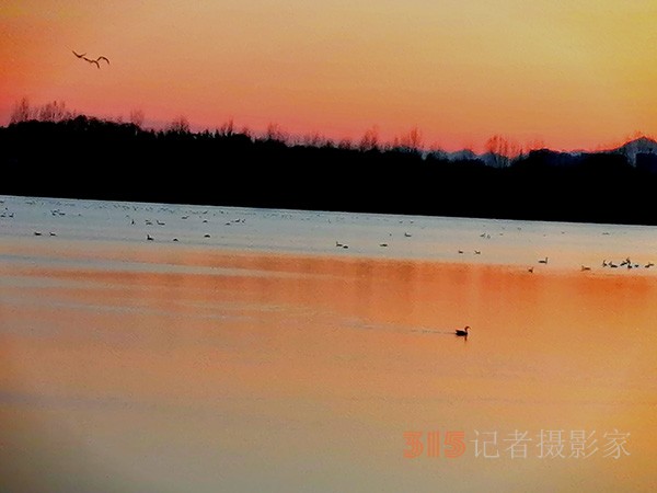 春日夕陽(yáng)下的大雁天鵝