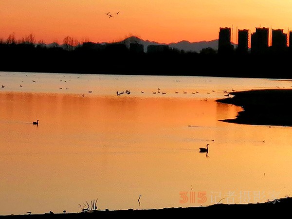 春日夕陽(yáng)下的大雁天鵝