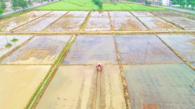 江西豐城：“三大平臺”顯能手 種糧大戶不再“愁”