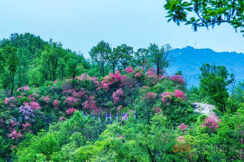 河南魯山：杜鵑花開滿山崗 