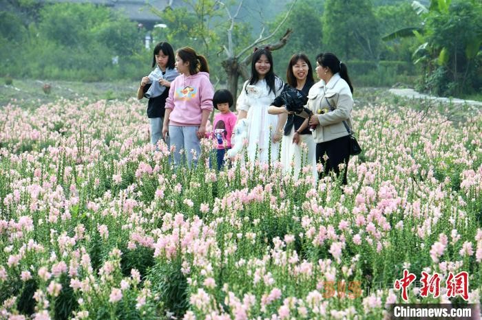 市民在孔元村賞花。 王東明 攝