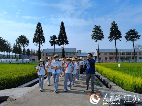 南京市孝陵衛(wèi)初級中學小學部的同學們在江蘇省農(nóng)業(yè)科學院水稻實驗基地開展課后服務活動。人民網(wǎng) 馬曉波攝