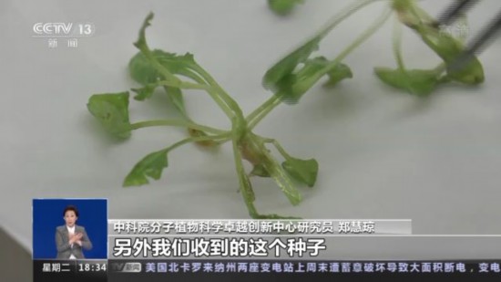 神十四乘組帶回植物種子 “太空植物”生長有何奧秘？