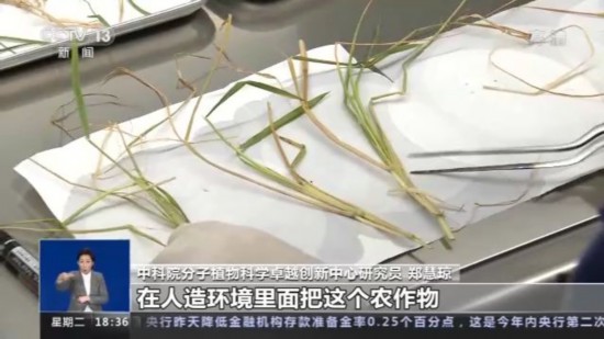 神十四乘組帶回植物種子 “太空植物”生長有何奧秘？