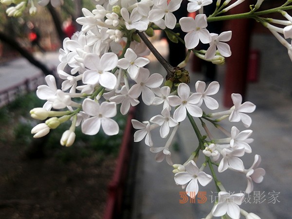 花開法源寺——李月手機(jī)拍圖