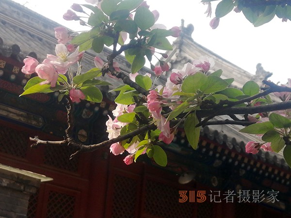 花開法源寺——李月手機(jī)拍圖