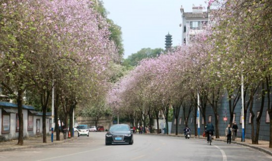 中國各地“賞花經(jīng)濟(jì)”玩出新“花”樣