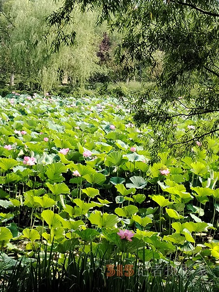 大運河森林公園——又見荷盛放