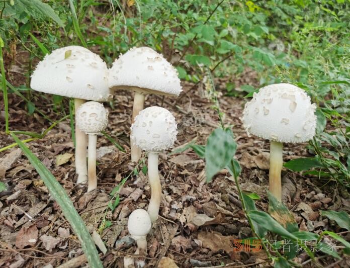 周家鴻手機(jī)拍圖——野蘑菇和雨中紫薇花